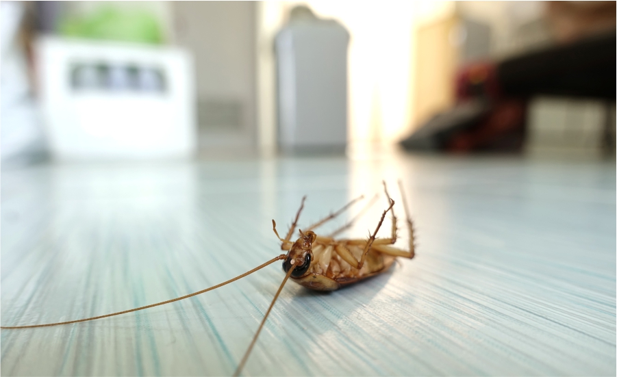 Cockroach-Control